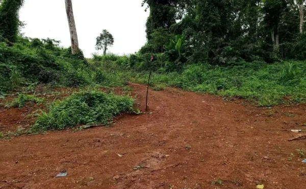 Terrain de 5 ha à vendre à soa, Yaoundé