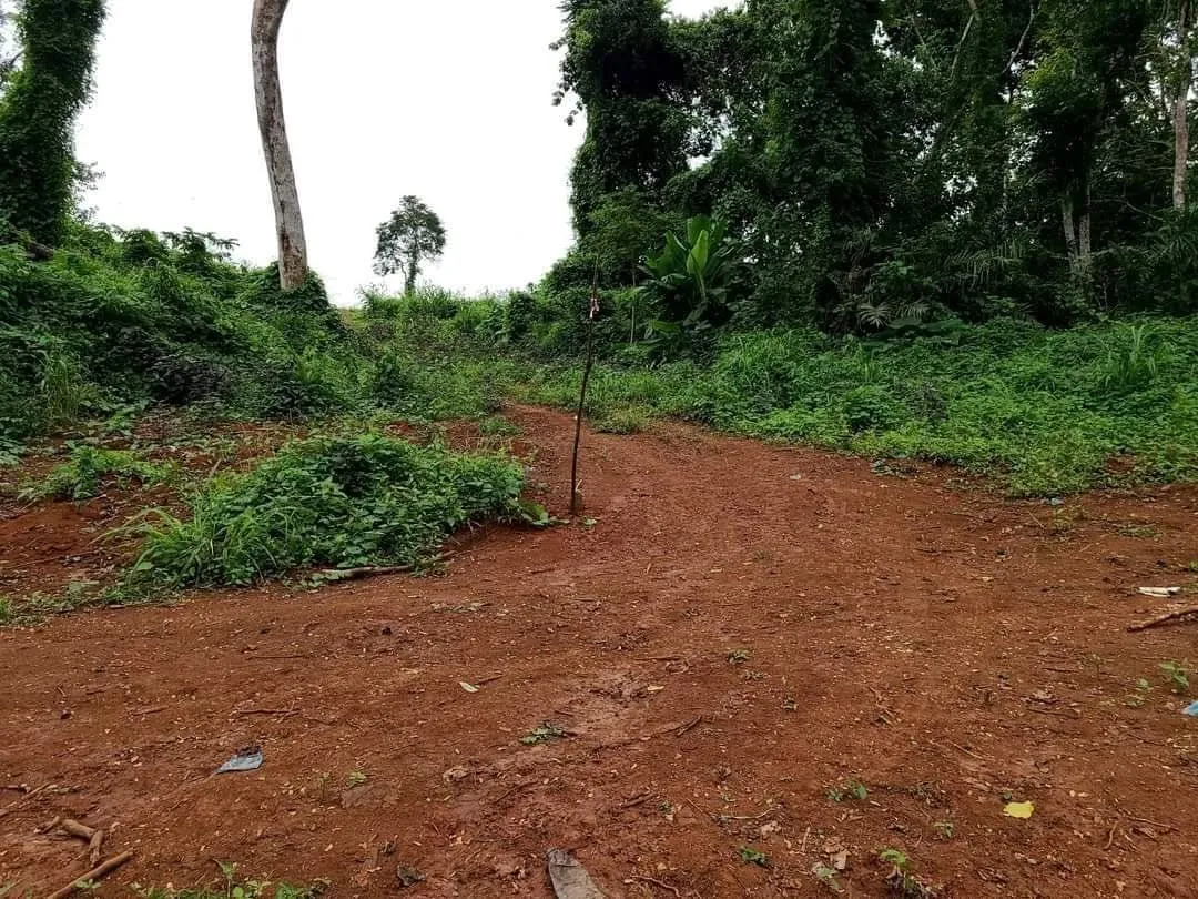 Terrain de 5 ha à vendre à soa, Yaoundé