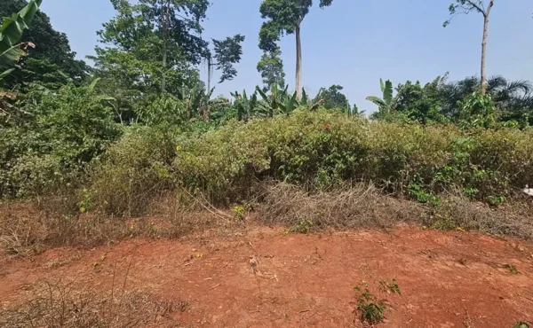 Terrain à vendre à Nouma Nkolbisson Yaoundé