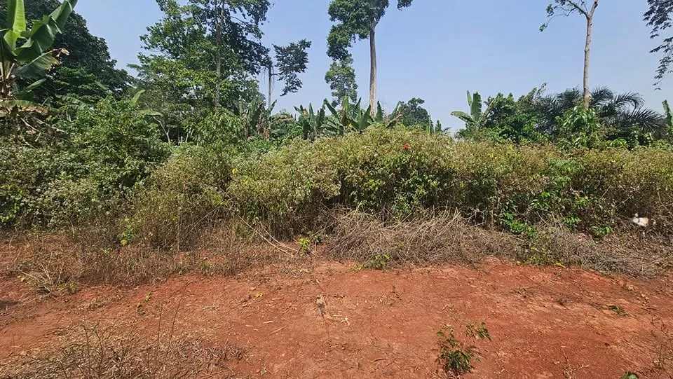 Terrain à vendre à Nouma Nkolbisson Yaoundé