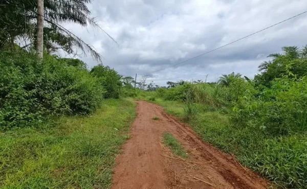 Terrain titré de 1000 m² à vendre à NTOUN PAR ODZA YAOUNDÉ