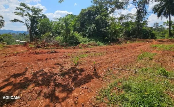 ALERTE TERRAIN BON PRIX A VENDRE A LEBOUDI / NKOLBISSON
