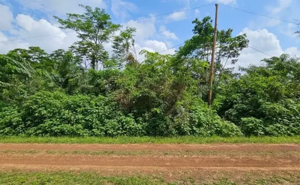 VENTE FLASH : TERRAIN AGRICOLE À MBANKOMO  ETIL BIBEGUE